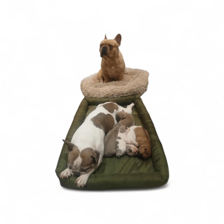 Stunning French Bulldog puppies