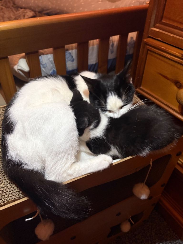 Adorable Black-and-White Kitten with Heart-Shaped Mark Ready for His New Home from 15/12/25 