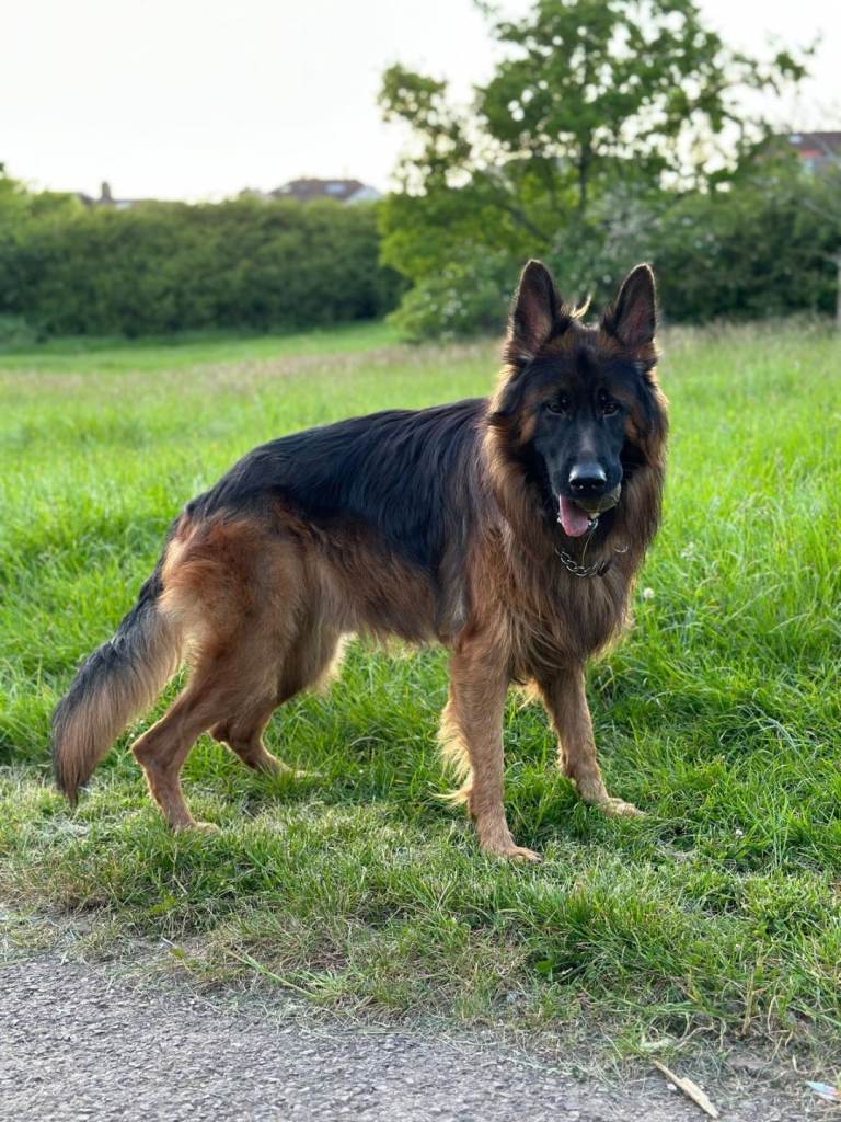 German shepherd for single person 