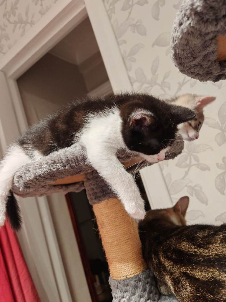 Kitten