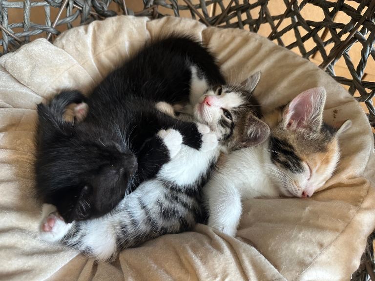 3 adorable kittens