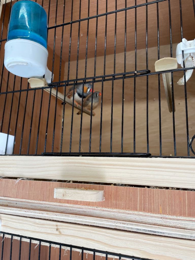 Zebra finches and budgies 