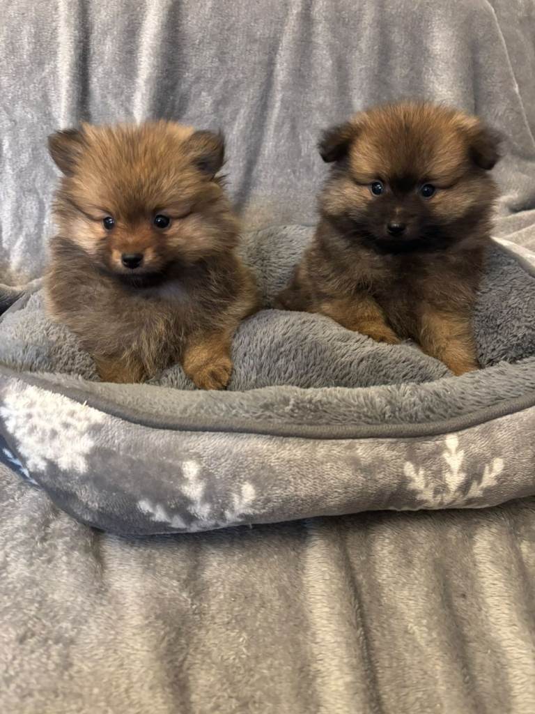 Pomeranian 