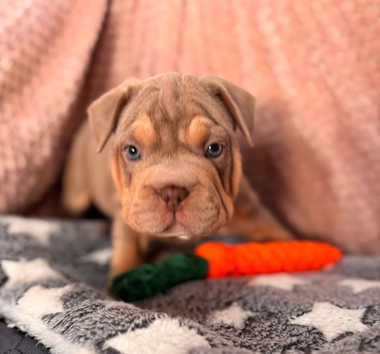 French bulldog X Pocket bully puppies for sale 