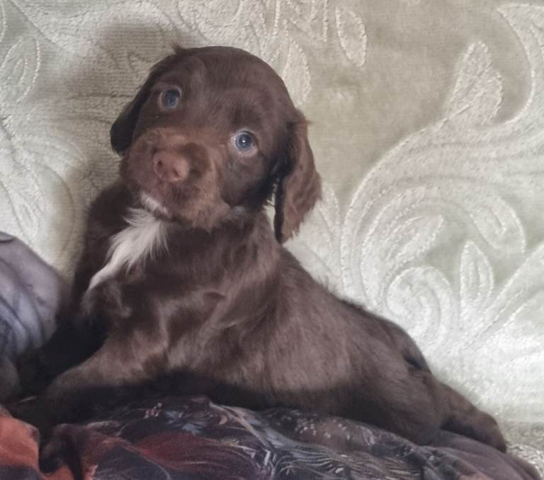 Cocker spaniel pups 