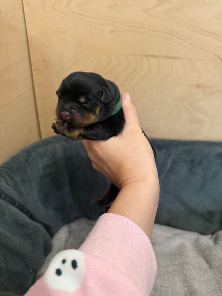 Chunky Rottweiler puppies 