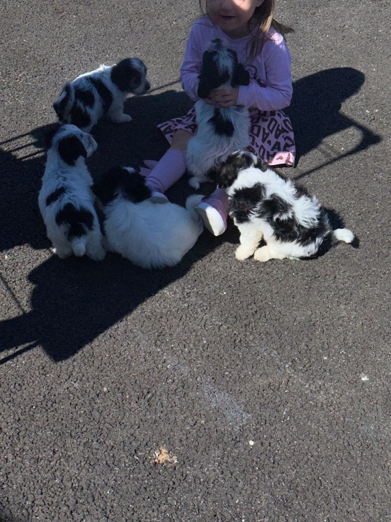 Maltese x chihuahua 