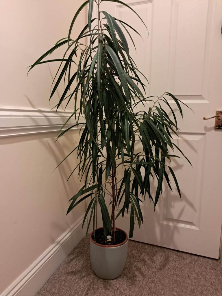 Tall Plant, circa 5ft £20