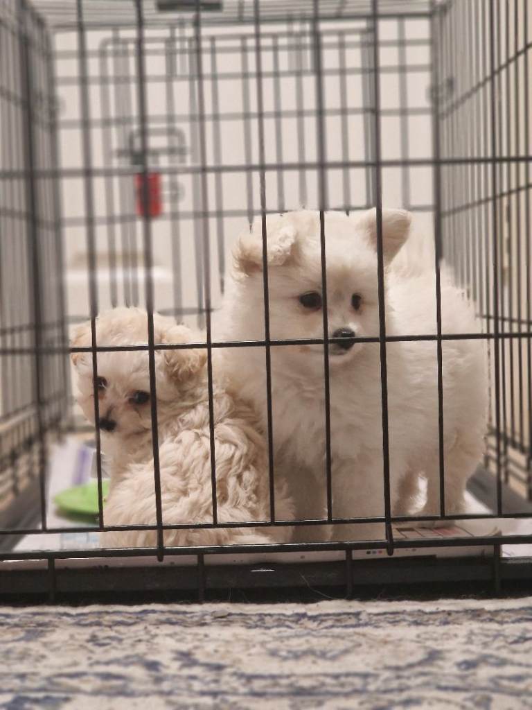 UNIQUE TWO VERY TINY FEMALE PUPPIES 