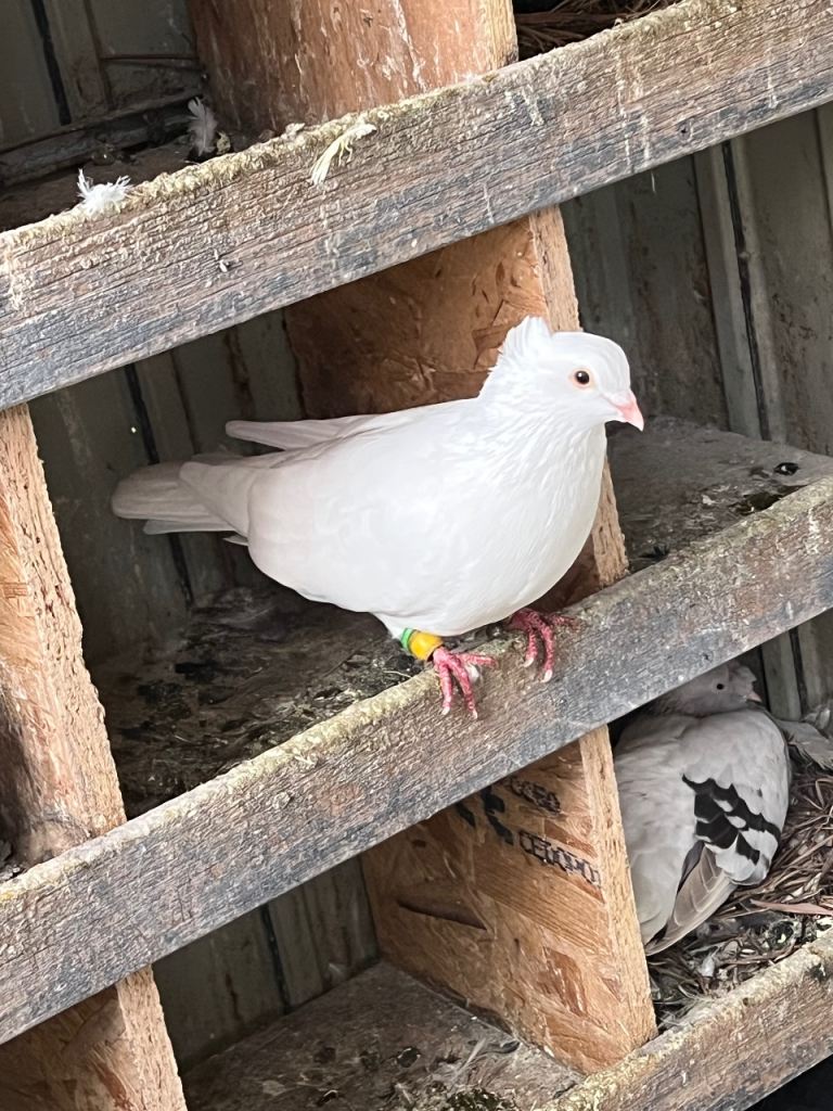 Pigeons