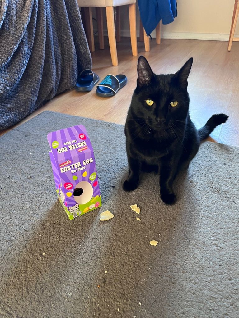 Beautiful little boy cat