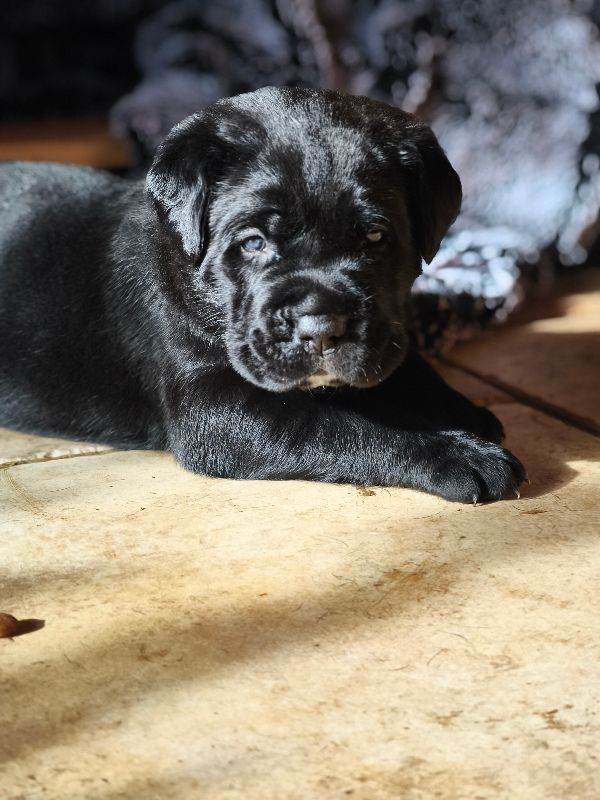 ​🐾 Elite Cane Corso Puppies – World Champion Bloodlines 🐾