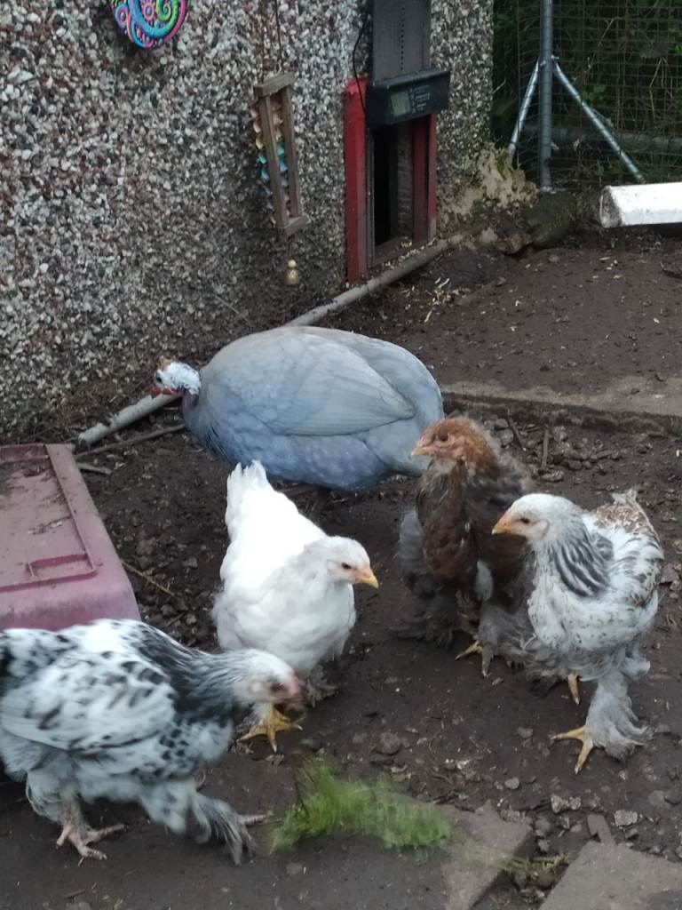 Celadon quail blue egg gene & Brahma boys, cockerels. 1 x ? Pullet, hen - mottled, dark...pls Read