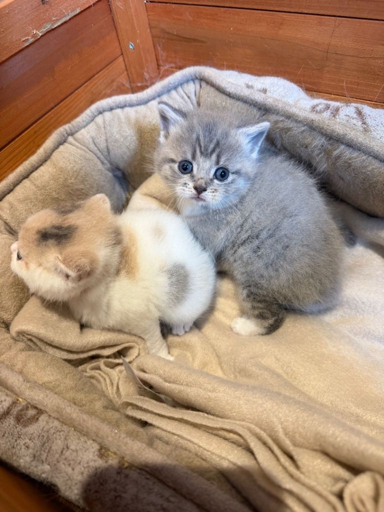 British short hair kittens 