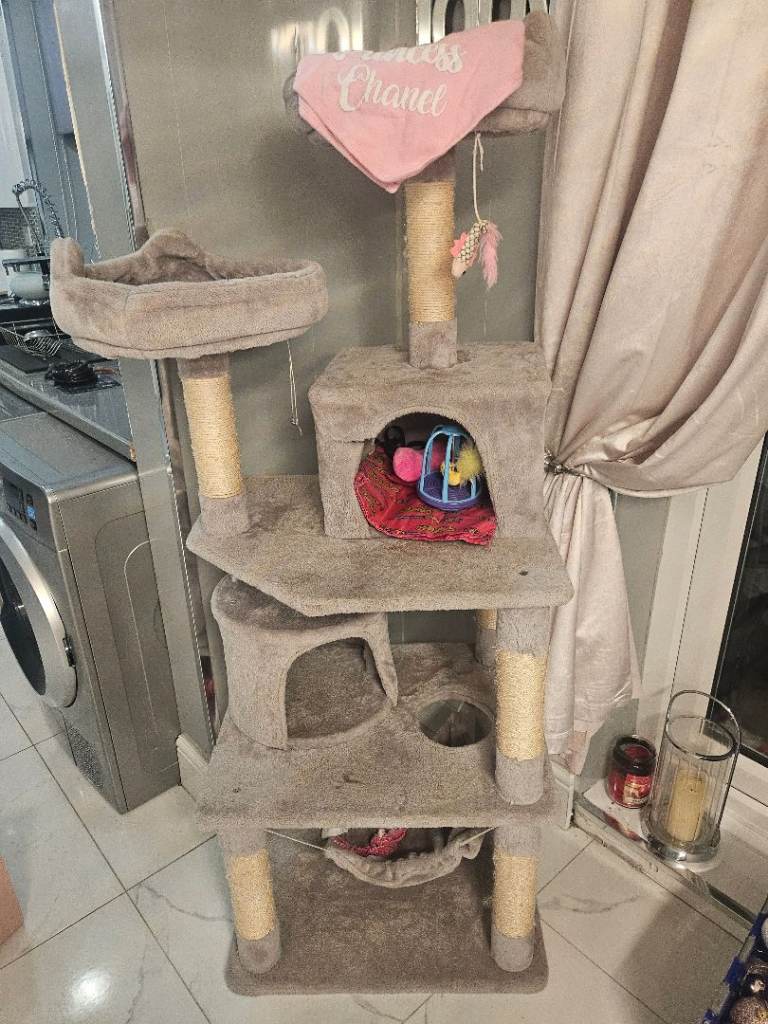 Persian cat for sale