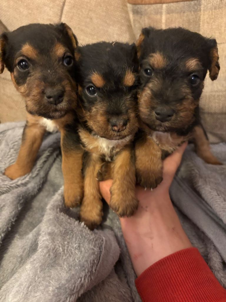 Lakeland puppies 