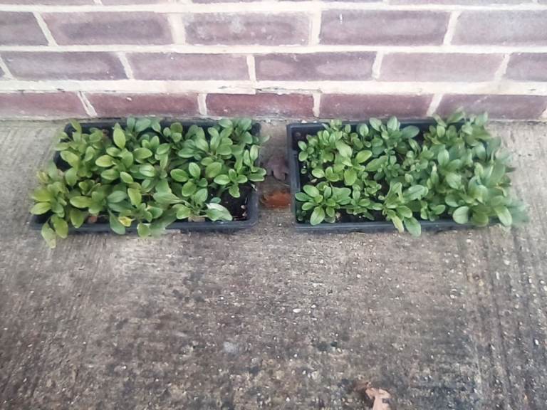 Large tray of 'Forget-me-not' plants.