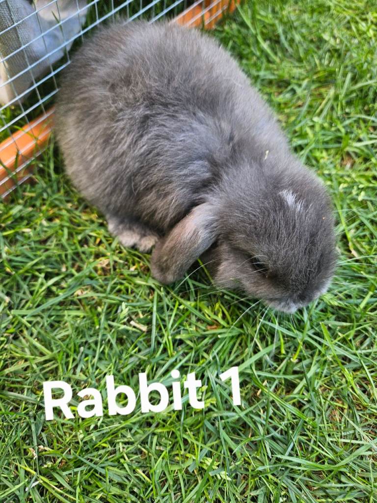 🐰 Adorable Mini Lop Rabbits Ready for Their Forever Homes 🐰