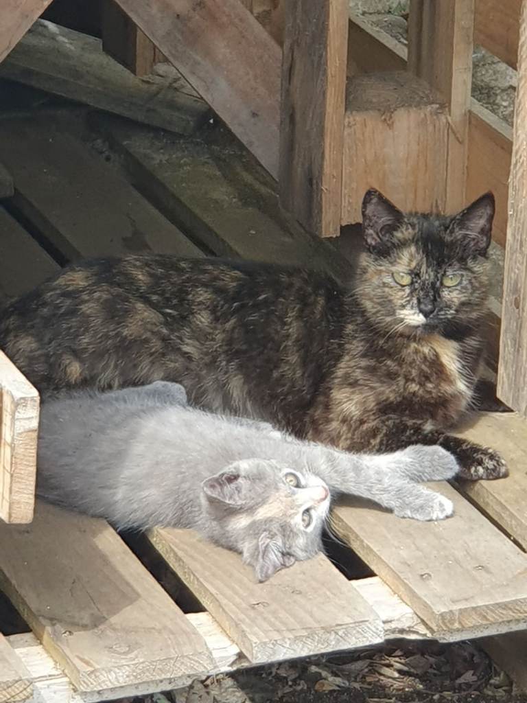 Feral kittens 
