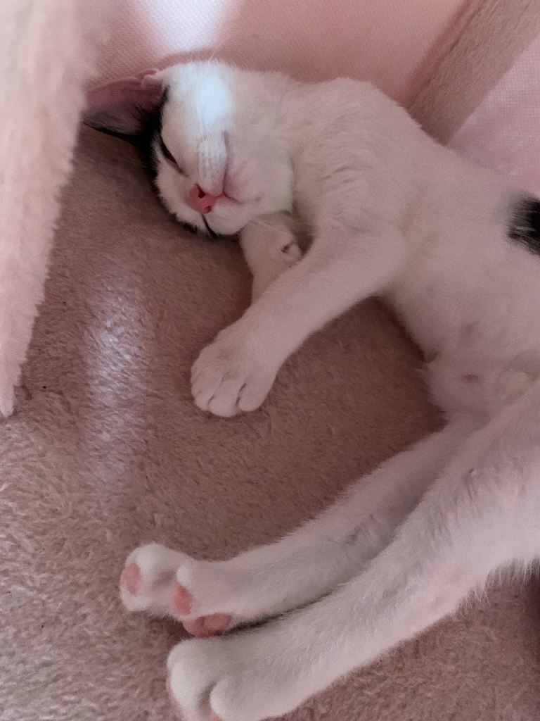 Kitten for sale -Willow 