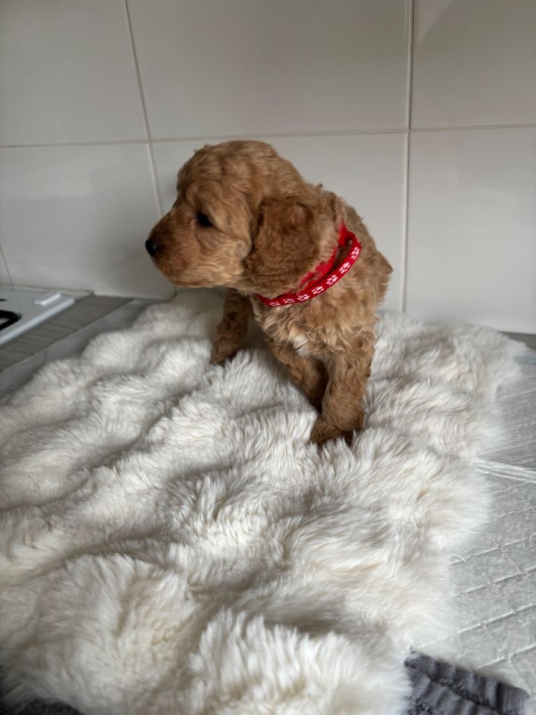 Cockapoo