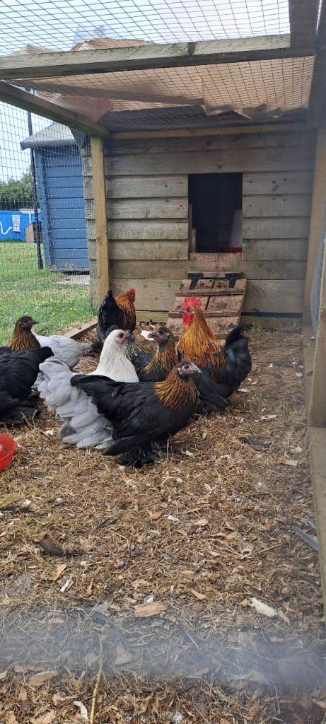 7 x bantam pullets (hens) for sale