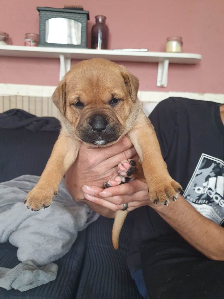 Puppys for sale