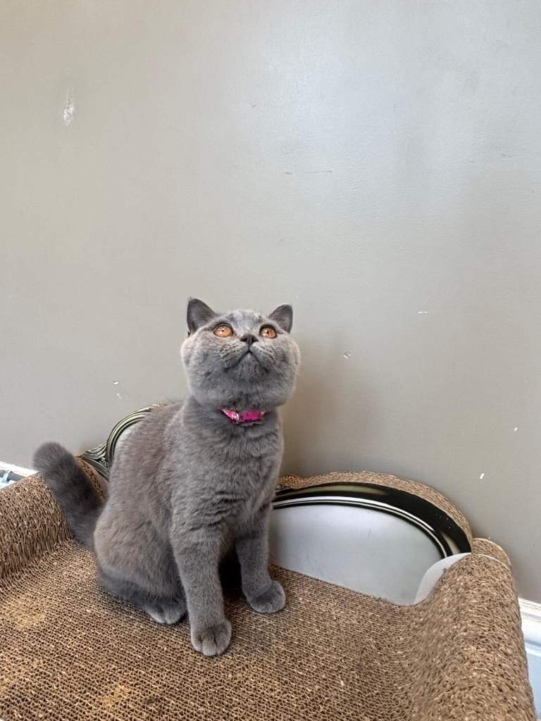 1 Gorgeous Bsh Female kitten left ready to leave