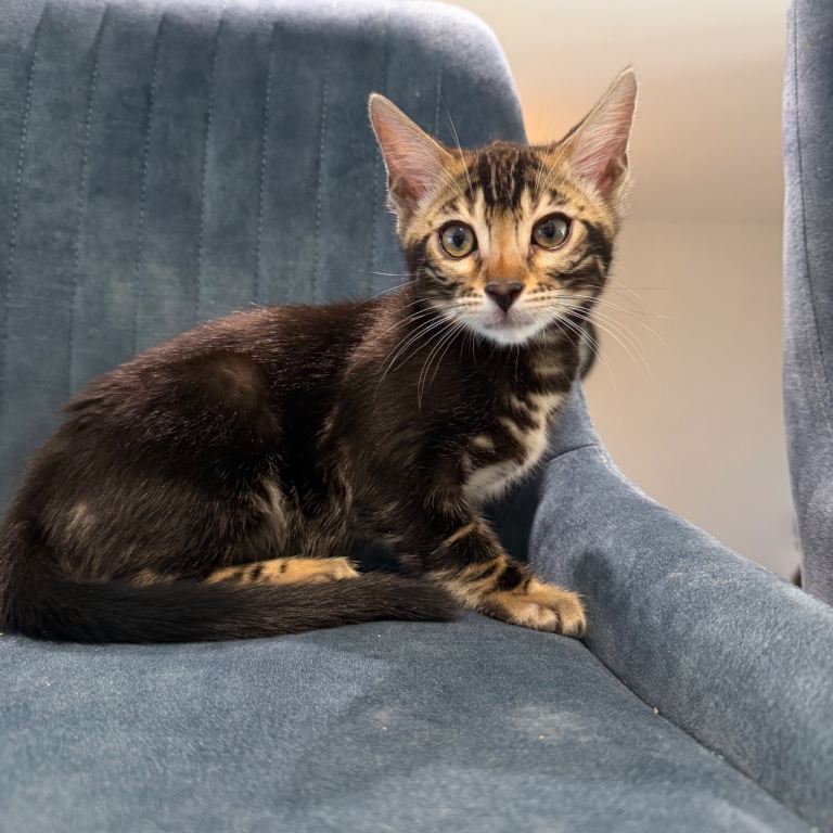 Pedigree Tica Registered Bengal Kittens Available 