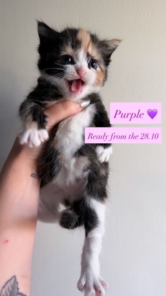10 Beautiful chunky kittens looking for forever homes 🐾🎃👻