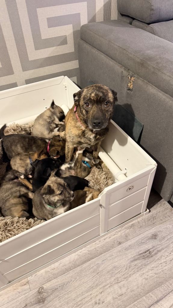 Starry cross Husky Puppies 
