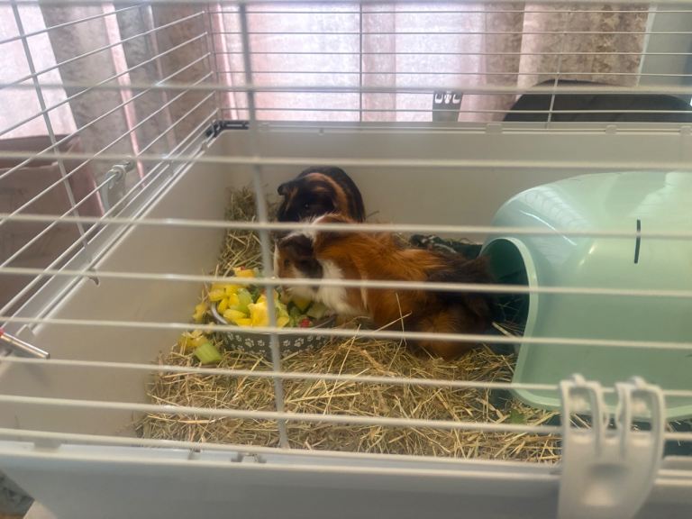 URGENT Guinea pig + Cage