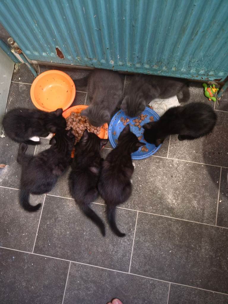 Kittens for sale