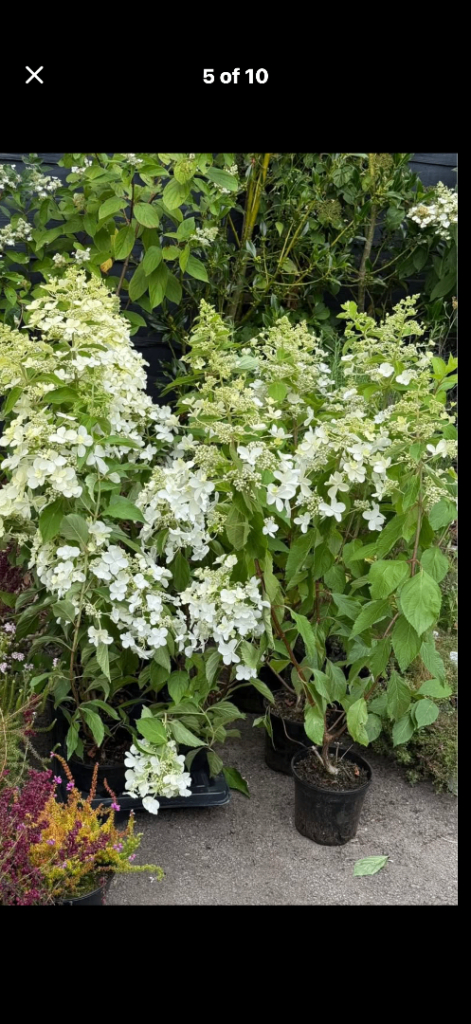 ornamental trees, topiary, evergreen, shrubs, perennials and much more 