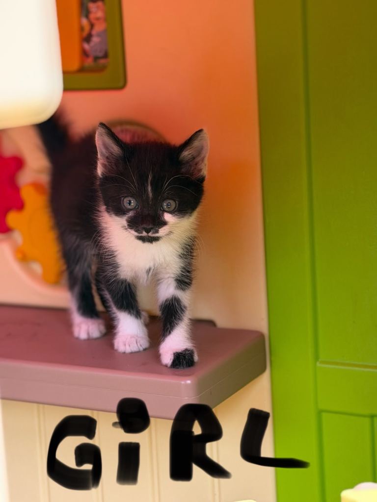 Kittens 