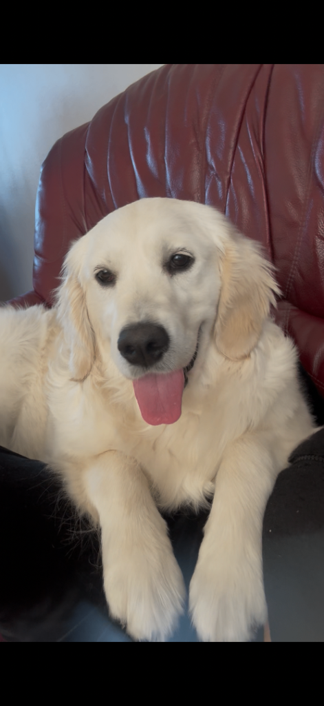 Golden retriever with CS register 