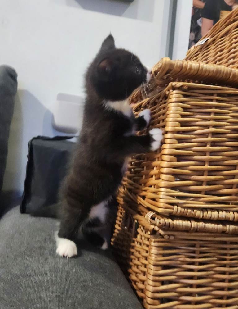 Kitten looking for new home