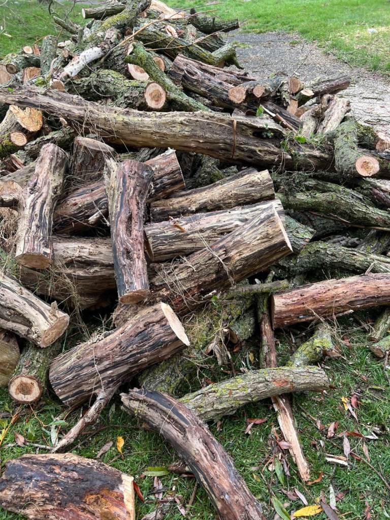 Tree cutting removal, hedges, garden,work