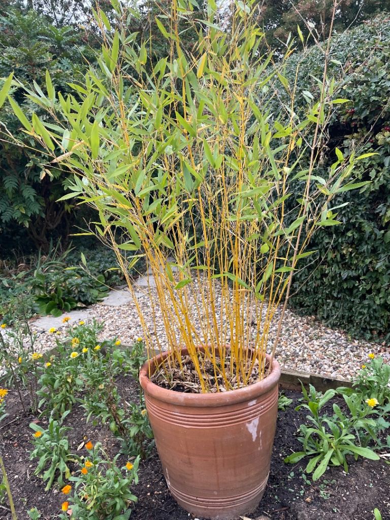 Potted Bamboo Plant in Terracotta Pot – Good Condition