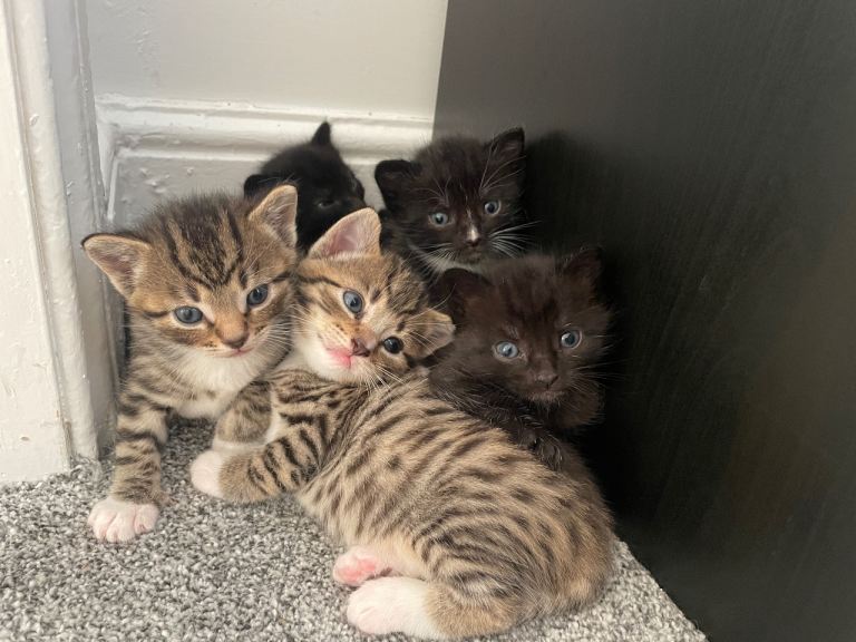 Stunning kittens from Russian Blue / Maine Coon heritage