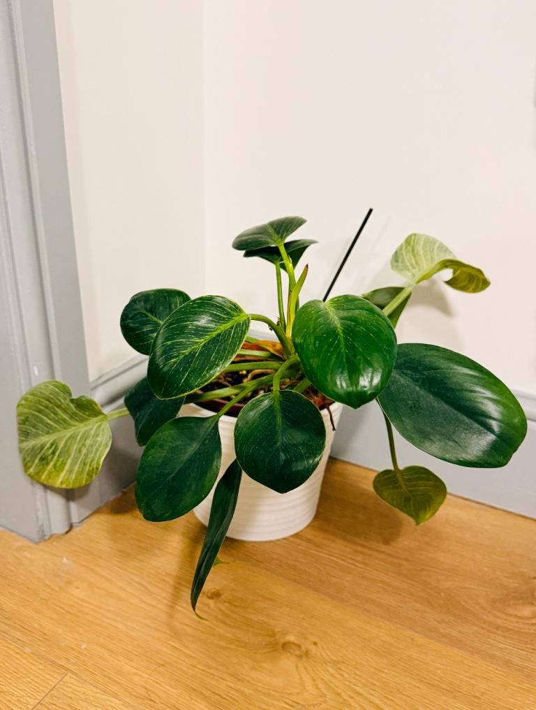 Healthy Houseplant in White Ceramic Pot
