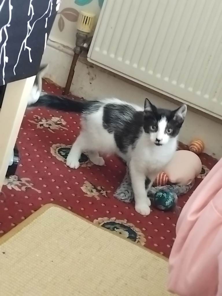 Lovely Friendly Cat for Sale