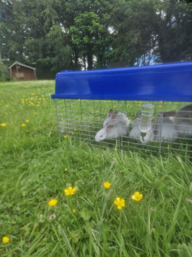 Rabbit 