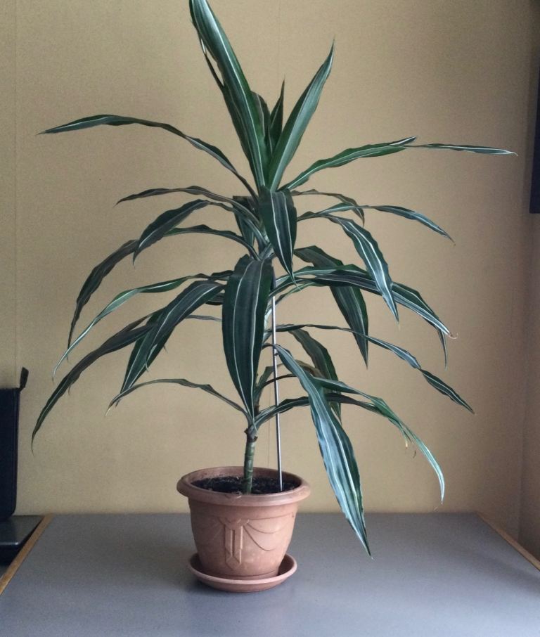 Draceana lemon plant