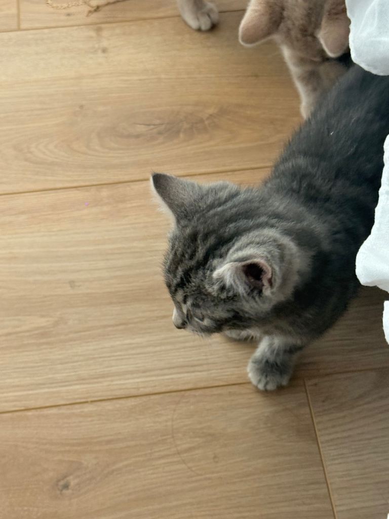 ALL SOLD ✨ Sweet 10 weeks old Kittens Ready for New Homes ✨