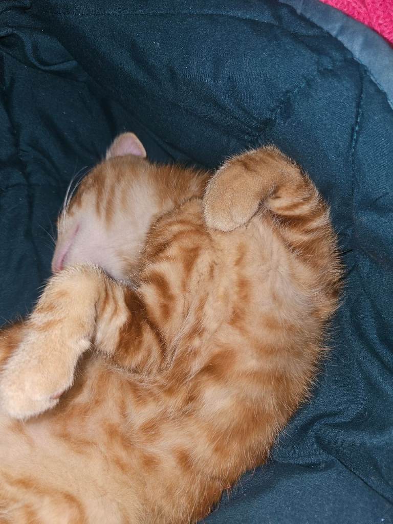 Ginger kittens for sale