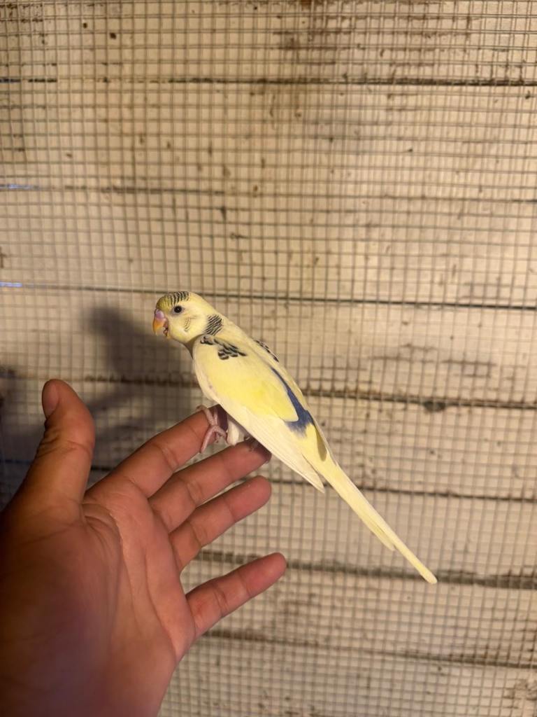 Baby budgies for sale £40 each collection mk404nn