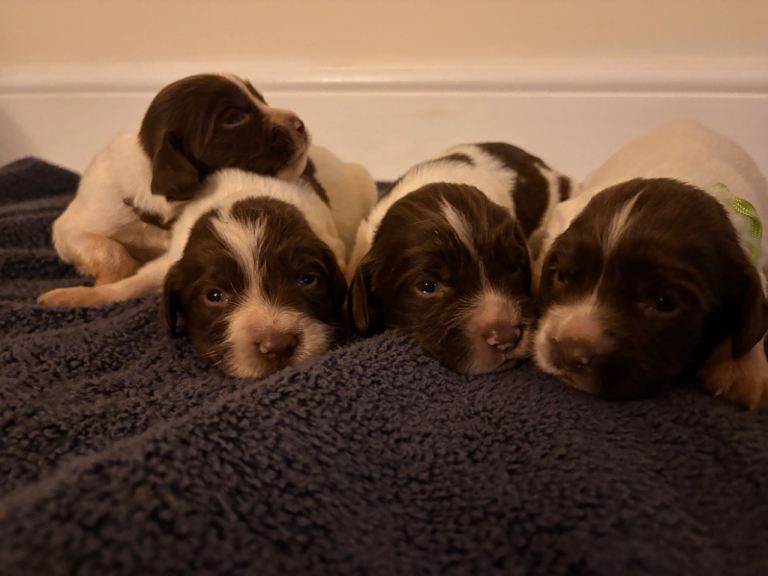 Springer spaniel puppies 