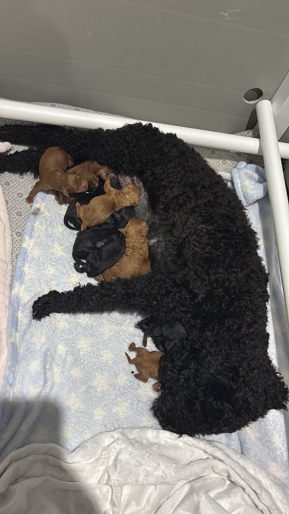 10 F1b cockapoos for sale 2 females left!