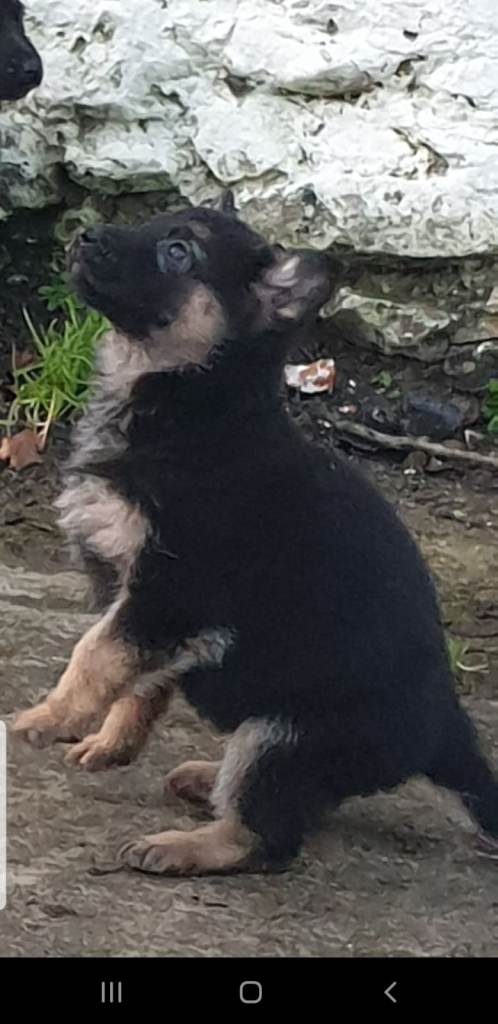 german shepherd pups